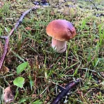 Lomamökit Koli Freetime Ahmovaara