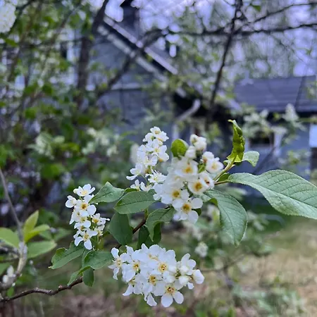 Koli Freetime Lomamökit Ahmovaara