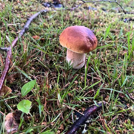 Chalet Koli Freetime Ahmovaara