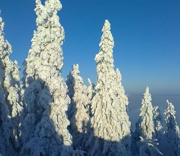 科利欢乐时光小屋酒店 木屋