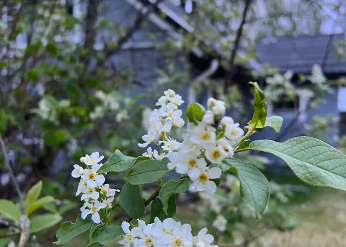 科利欢乐时光小屋酒店 木屋 Ahmovaara