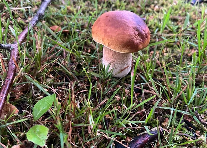 木屋 科利欢乐时光小屋酒店 Ahmovaara